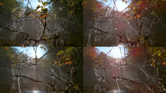 宏观: 明亮的阳光照射在包裹在小树枝上的蜘蛛网上。