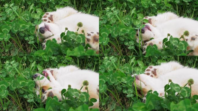 可爱的小狗科吉狗喜欢在三叶草田里按摩