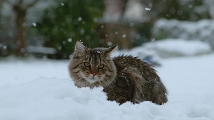 慢动作: 寒冷的冬天，可爱的蓬松小猫躺在白雪皑皑的后院。