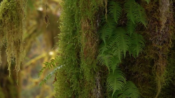 特写: 凉爽的雨滴卡在古老森林中长满苔藓的树干上。