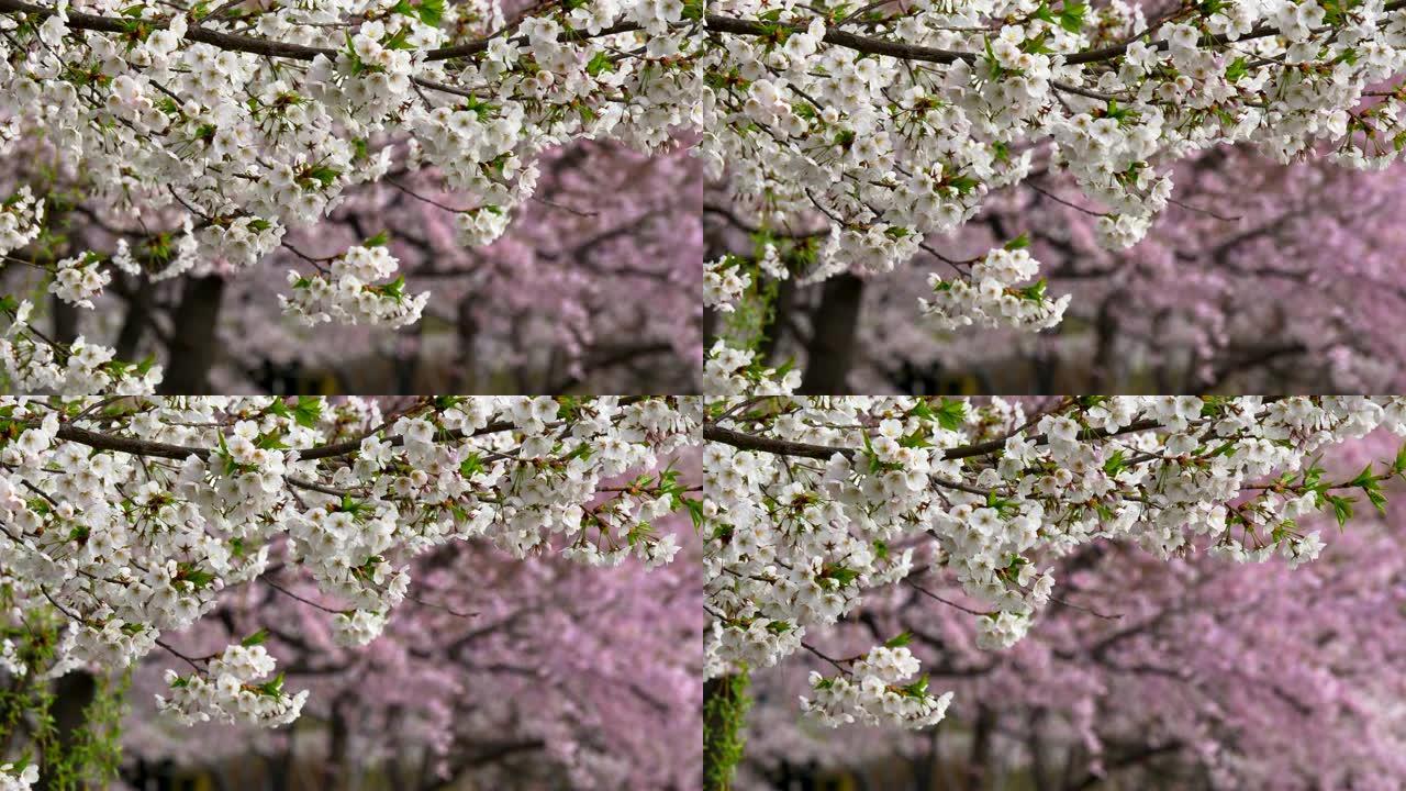 春天的自然背景与樱花开花。美丽而温柔的白花樱花在风中摇晃，粉红色的樱花在背景中没有聚焦，在韩国首尔。