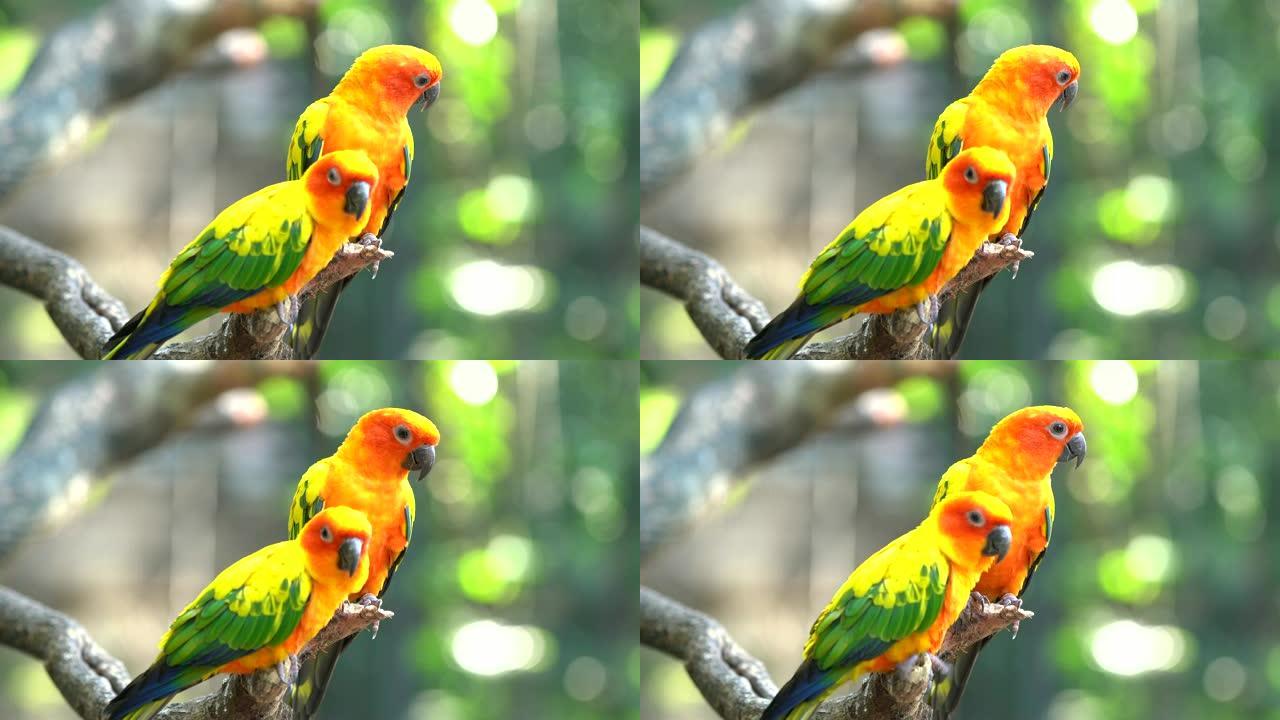太阳科雷鹦鹉动物园一对情侣鸟站在枝头