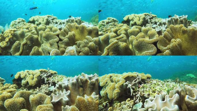 珊瑚礁包含地球上最多样化的生态系统