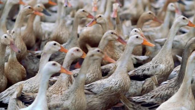 4k镜头在农场，行为和家畜概念中成群的鸭子行走和移动拍打的场景