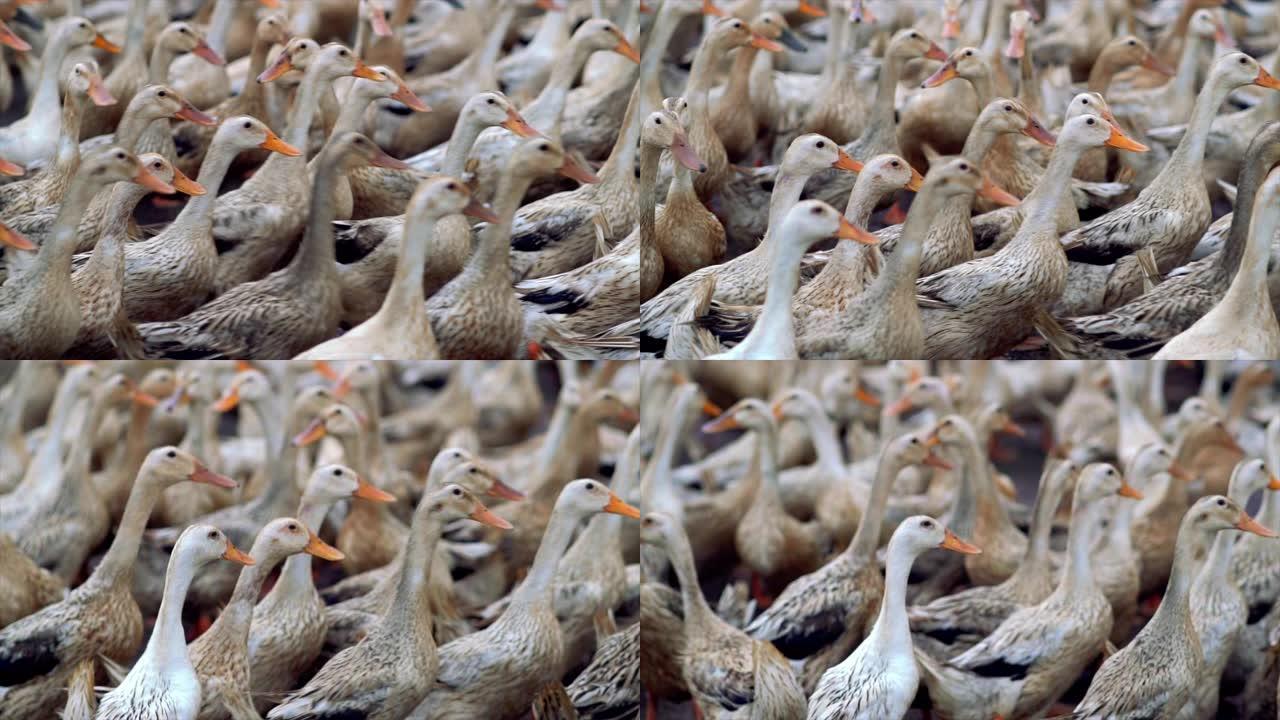 4k镜头在农场，行为和家畜概念中成群的鸭子行走和移动拍打的场景