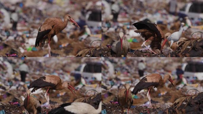 4k特写镜头，一只非常脏的欧洲白鹳在垃圾填埋场清理时吃了发现的东西