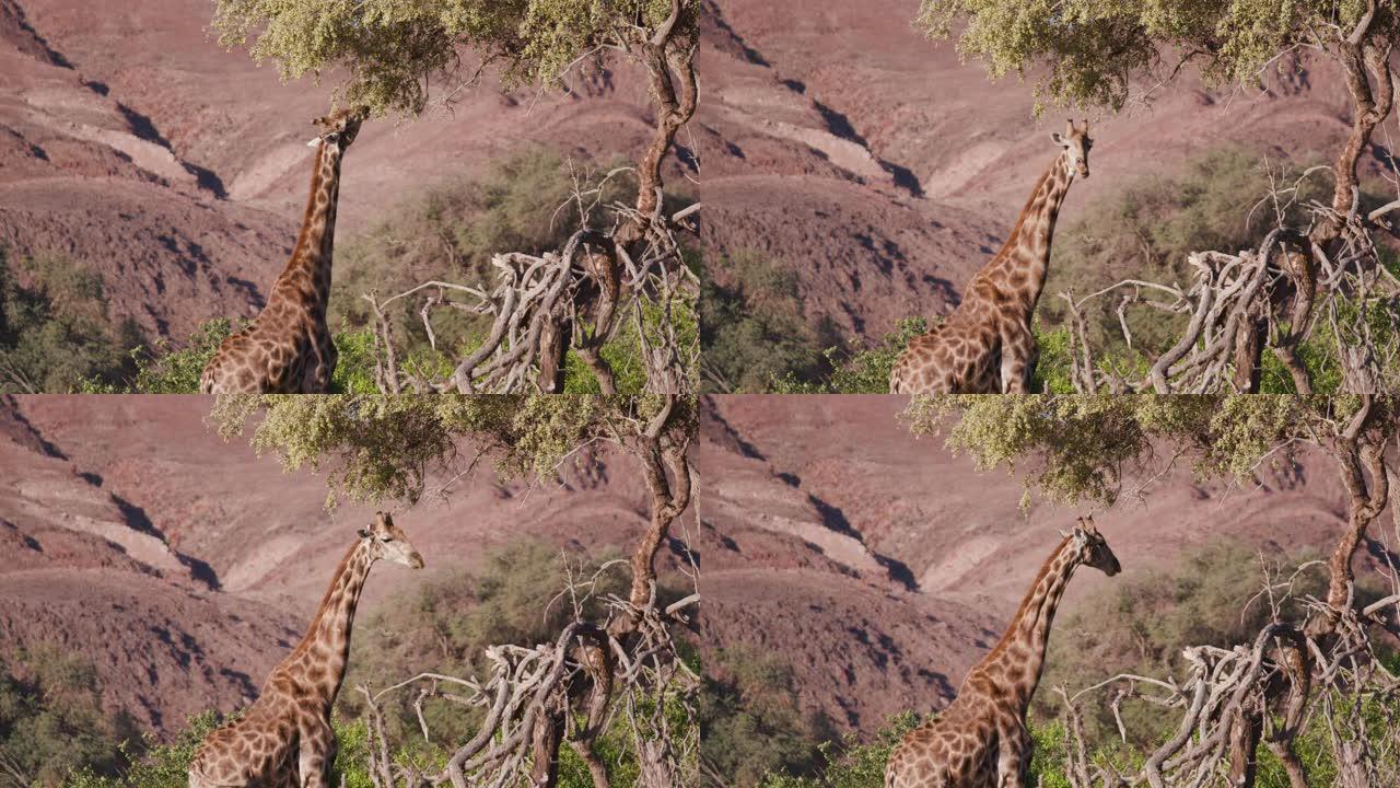 纳米比亚纳米布沙漠Hoanib山谷的植被浏览沙漠长颈鹿的4k视图