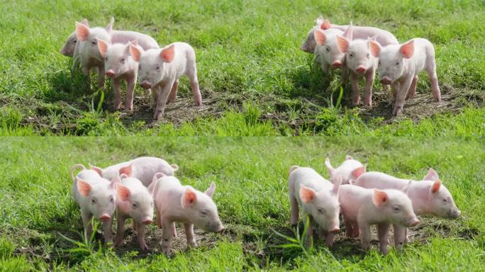 猪可爱的新生儿站在草地上。
