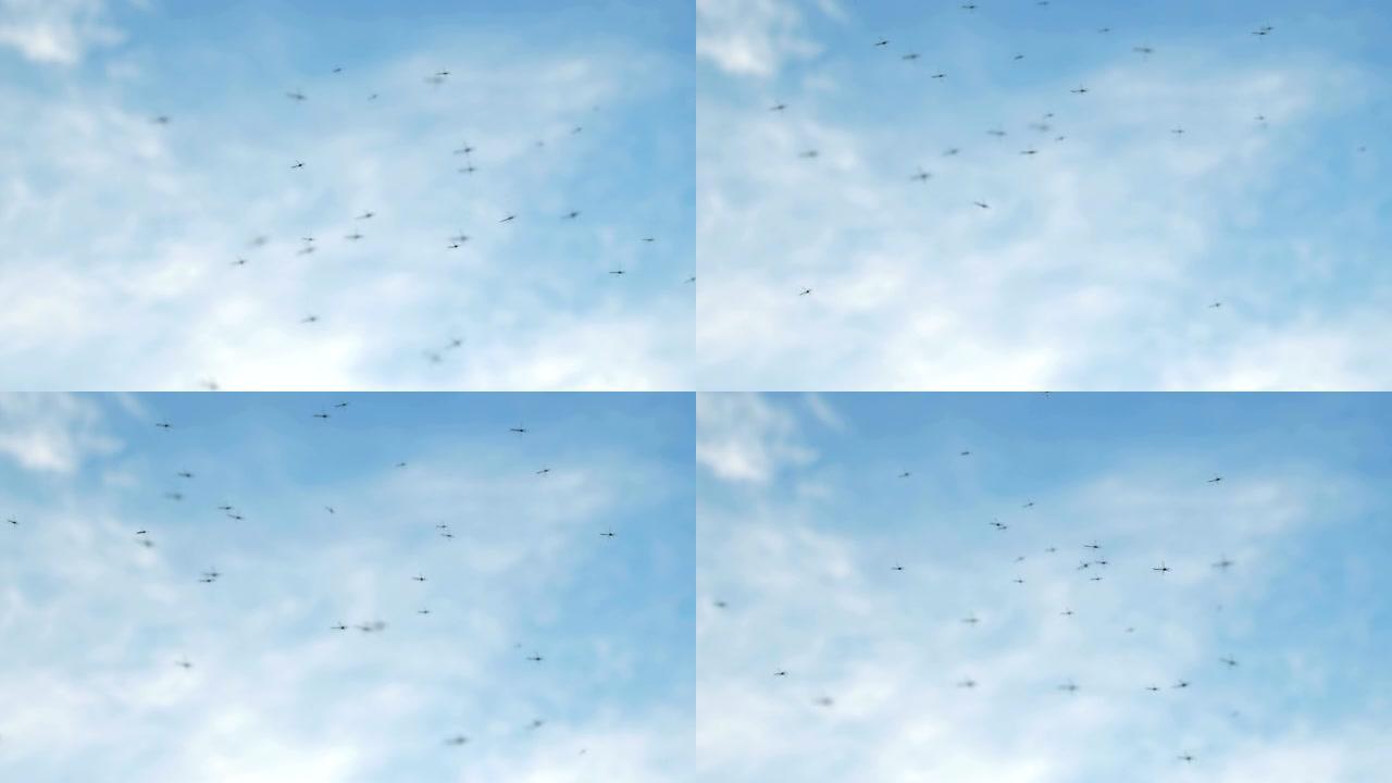 蚊子天空中的黑色丁丁猫益虫野外自然环境