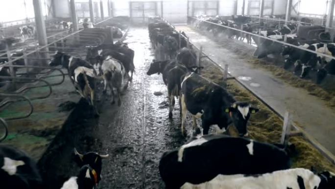 一个装满奶牛的牛棚，特写。