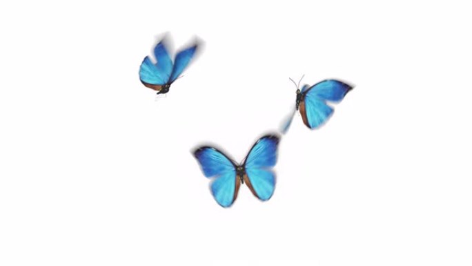 美丽的蓝色蝴蝶Morpho Menelaus从相机后面近距离飞入镜框，坐下，飞走。白色绿色背景。可循