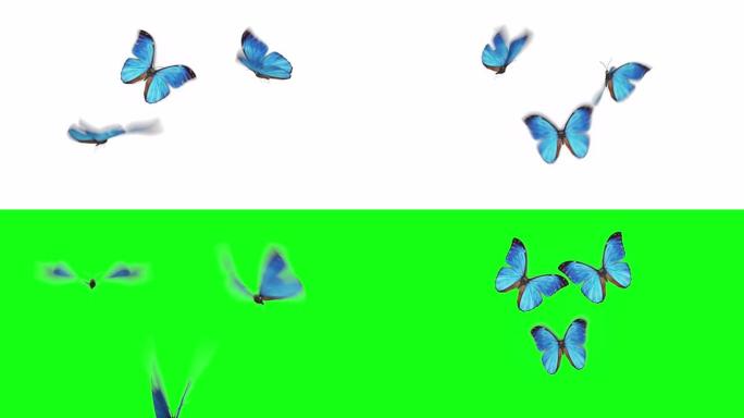 美丽的蓝色蝴蝶Morpho Menelaus从相机后面近距离飞入镜框，坐下，飞走。白色绿色背景。可循