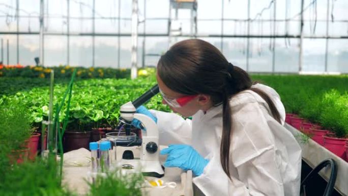 女专家正在显微镜下分析化学探针。农业，除草剂，农业中的化学物质。