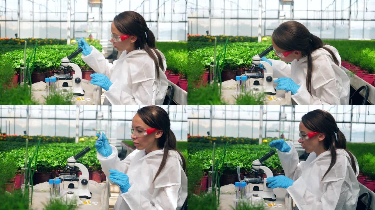 女专家正在显微镜下分析化学探针。农业，除草剂，农业中的化学物质。