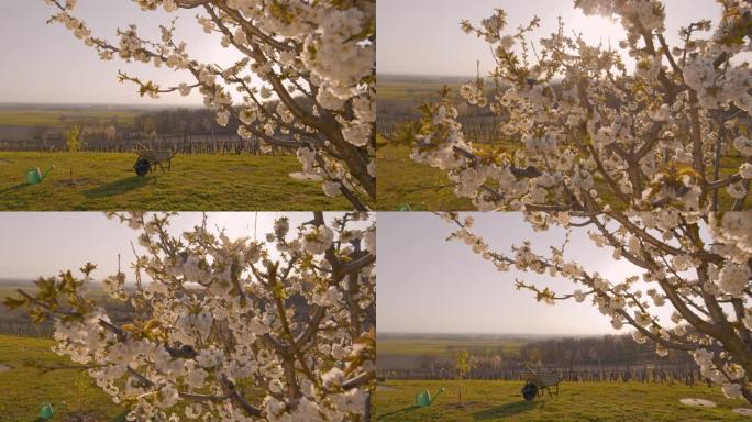 WS在阳光明媚，田园诗般的乡村山坡上种植果树和樱花树
