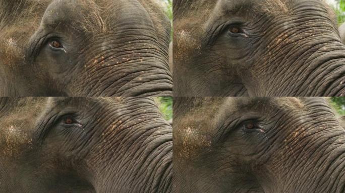 大象的宏观拍摄，在那里可以看到动物时代的皱纹。