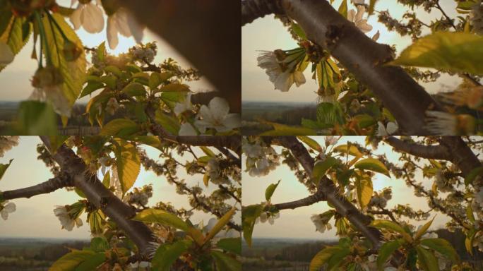 DS在日落时在盛开的樱桃树上开花