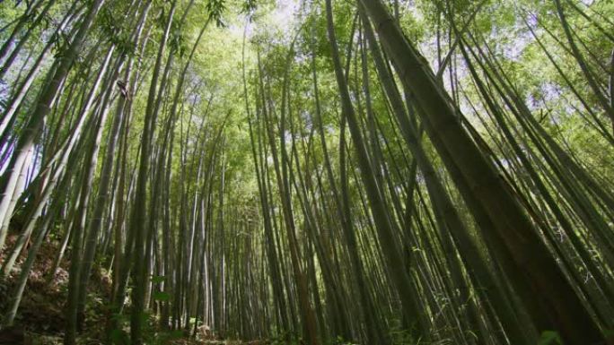 关闭风景秀丽的竹树森林，用作可再生的可持续能源和不同类型的生态友好型绿色产品。