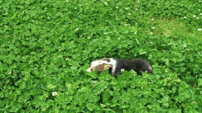 可爱的小狗柯基狗在草地上跑步
