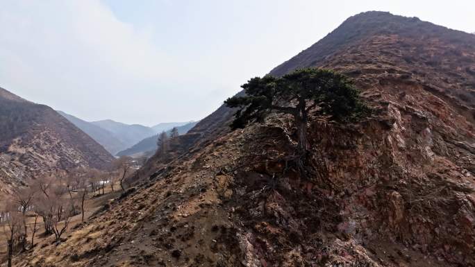 雁门山赵庄迎客松航拍