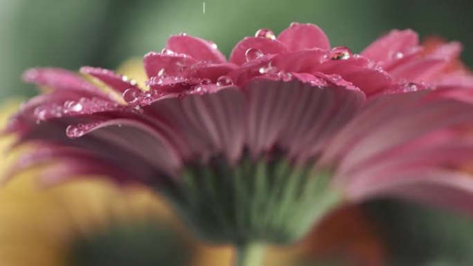 粉色雏菊-带露珠的非洲菊。浅底。慢动作镜头