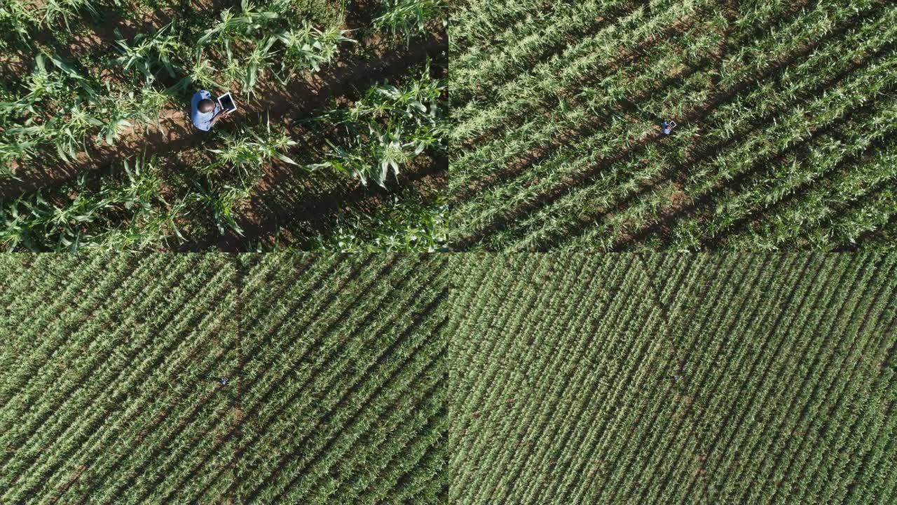 4k正上方放大一名非洲黑人农民的鸟瞰图，使用数字平板电脑监控大型蔬菜农场的玉米作物