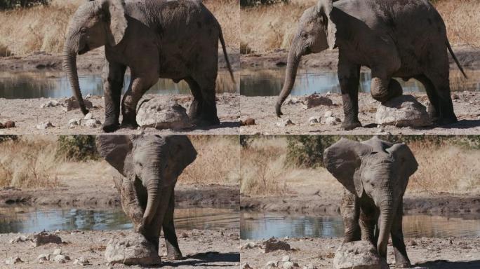 纳米比亚埃托沙国家公园水坑边缘的小象在石头上摩擦腿的4k特写视图