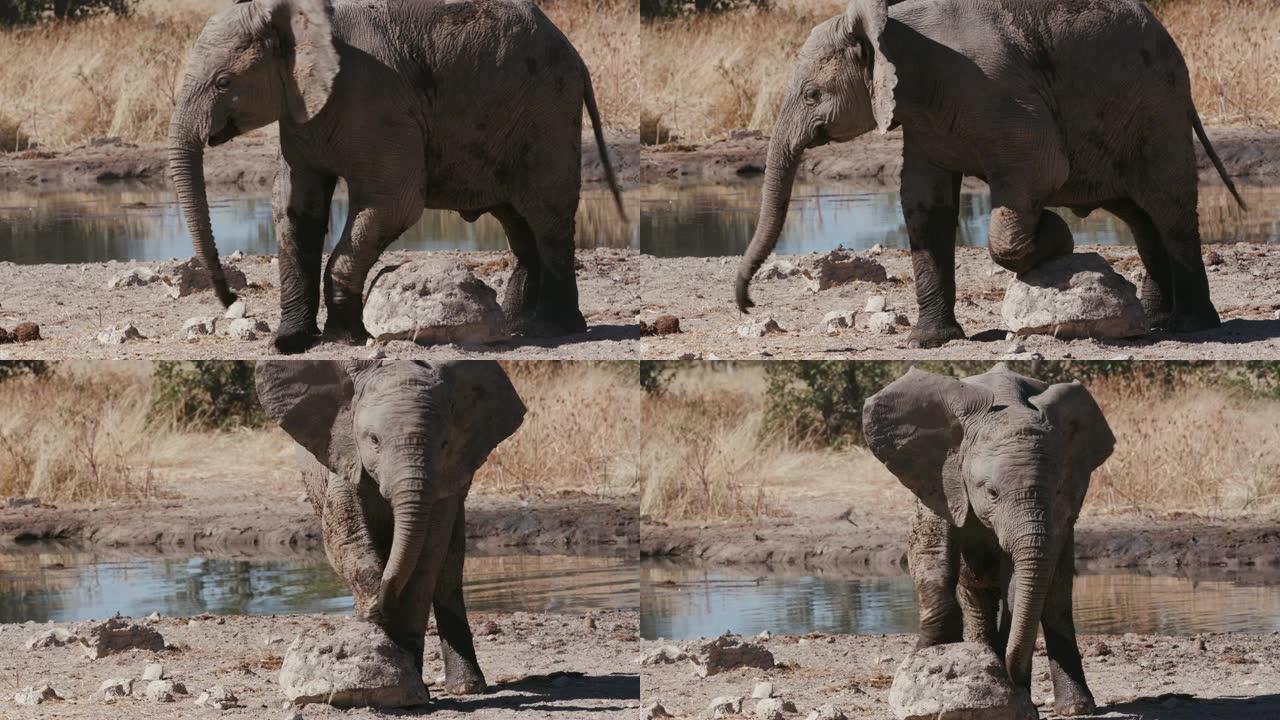 纳米比亚埃托沙国家公园水坑边缘的小象在石头上摩擦腿的4k特写视图