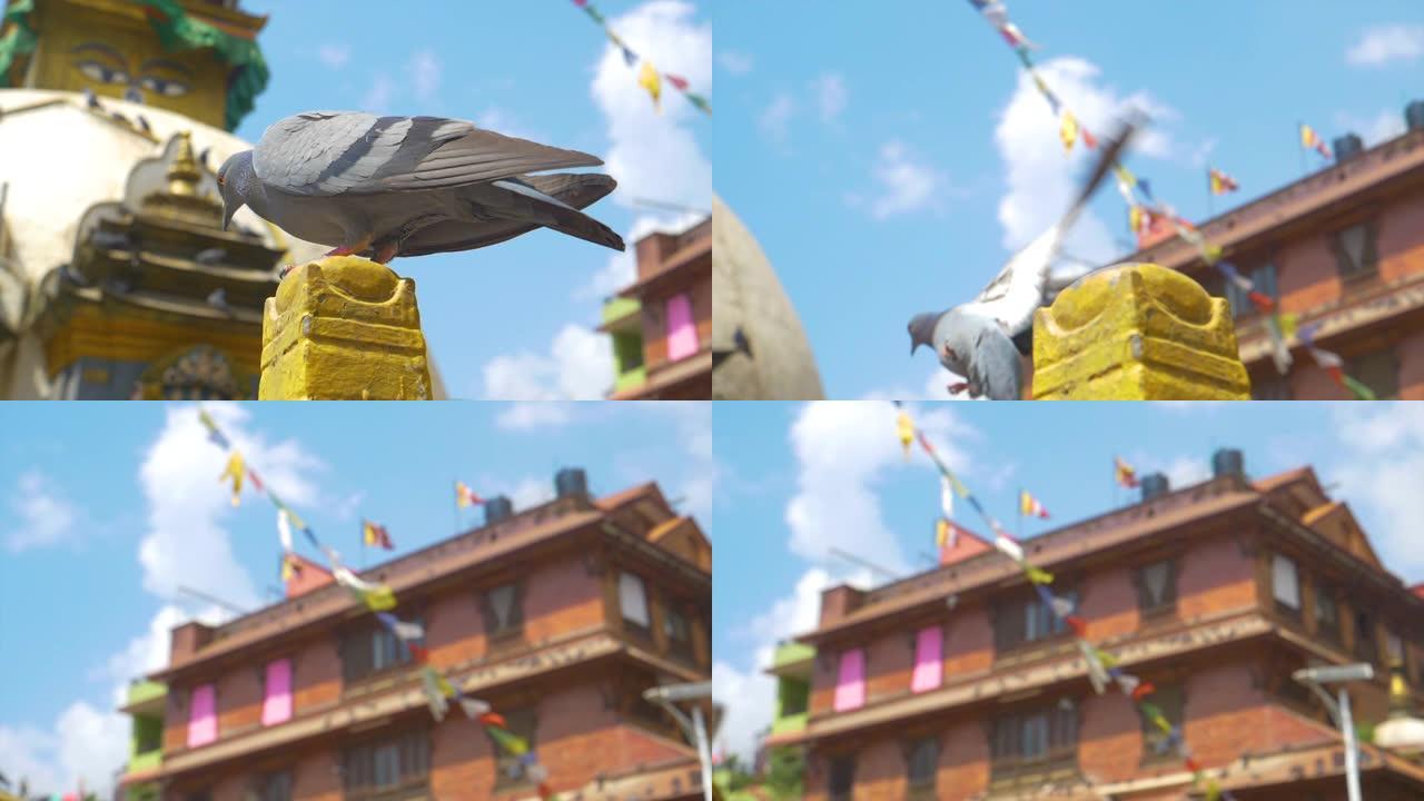 MACRO:鸽子从一个黄色圆锥体上飞下来，环绕着风景如画的杜巴广场。