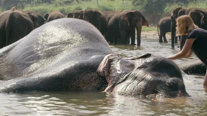 女士在斯里兰卡河上的大象上泼水