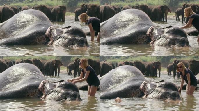 女士在斯里兰卡河上的大象上泼水