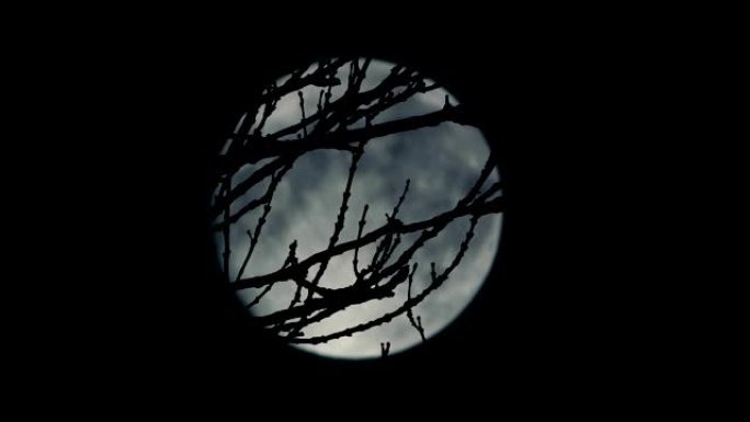 月亮在树枝后面移动可怕的场景