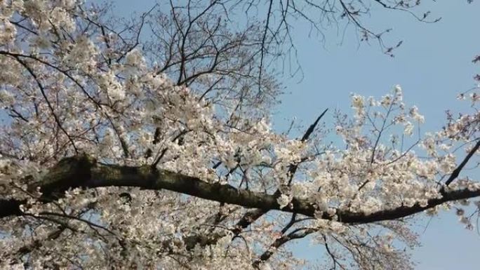 白天在河边的京都日本樱花樱花景观