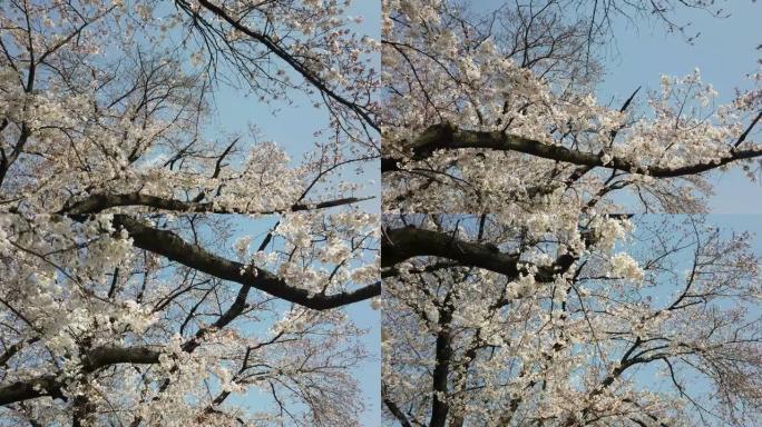 白天在河边的京都日本樱花樱花景观