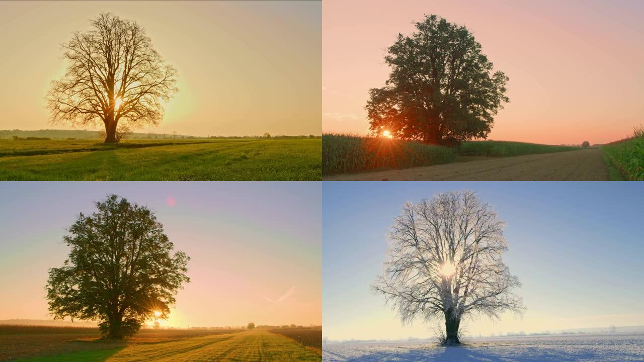 四季DS单棵树四季变幻大树一年