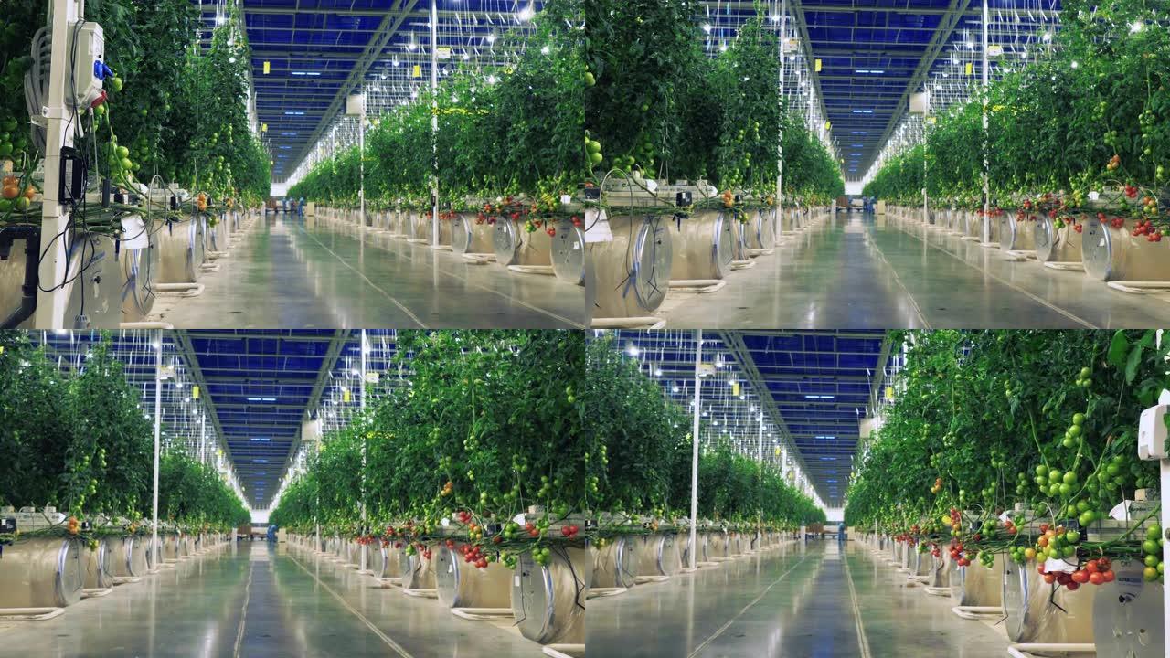 西红柿工业温室。现代农业。