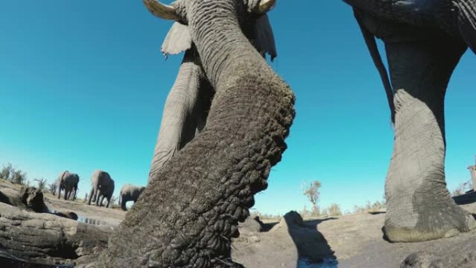 4k超特写低角度观察大象走到水坑并在背景中与另一只大象一起喝酒，博茨瓦纳
