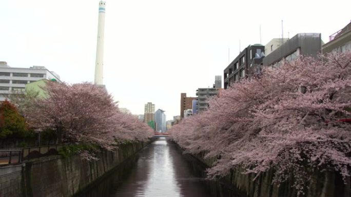 日本东京美丽的樱花或樱花春天的目黑河