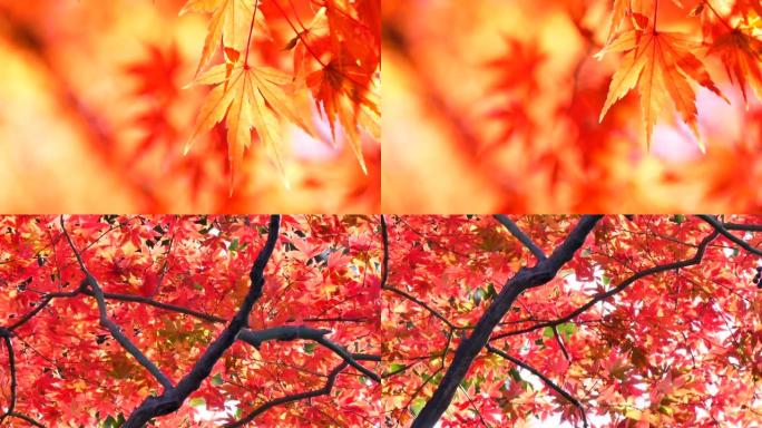 日本秋叶染红唯美秋天秋景航拍秋意