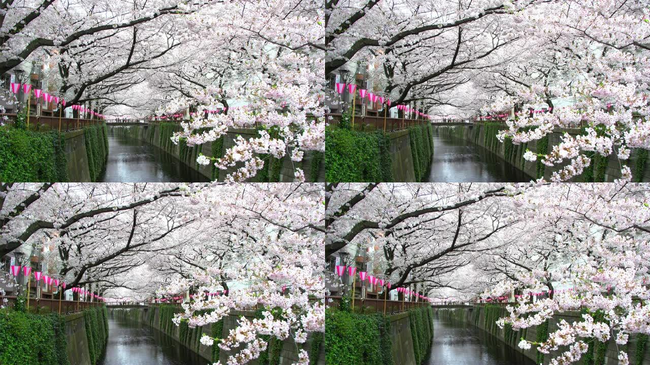 日本东京美丽的樱花或樱花春天的目黑河
