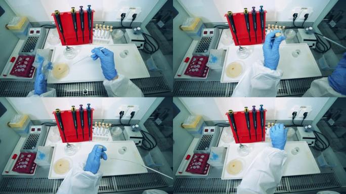 实验室研究人员用冠状病毒管工作。