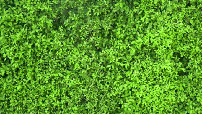 绿色灌木丛墙的4k镜头形成了Wrightia锐舞树