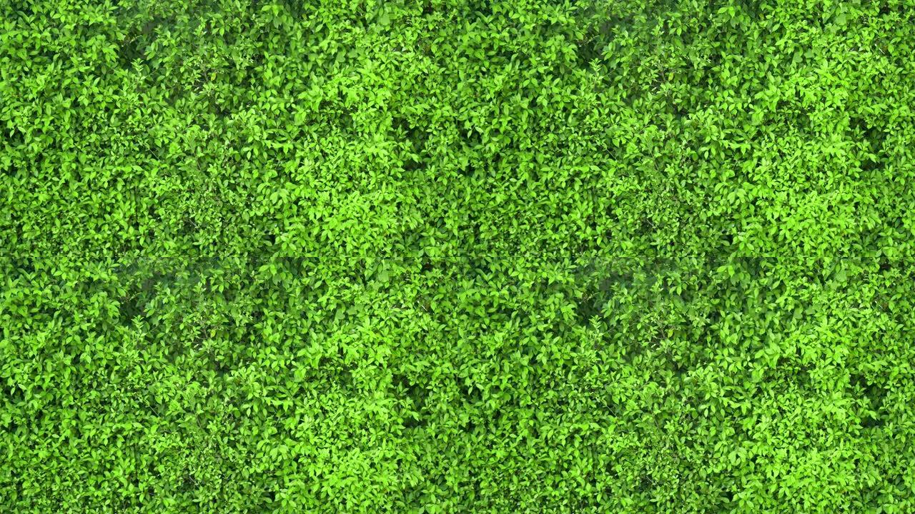 绿色灌木丛墙的4k镜头形成了Wrightia锐舞树