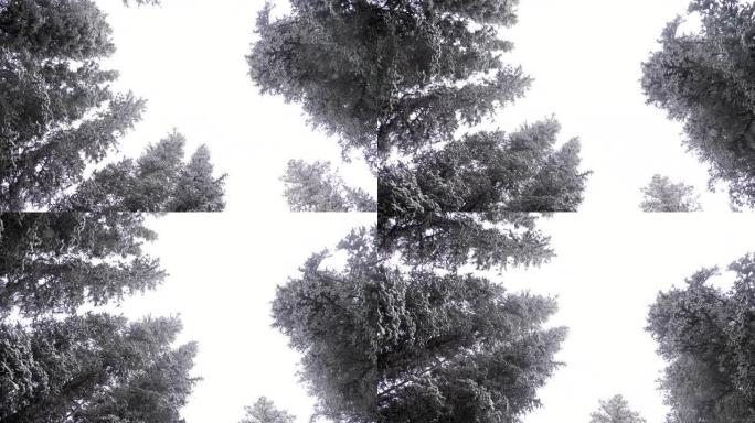 白雪上的松树冬季景色下雪素材松树仰拍