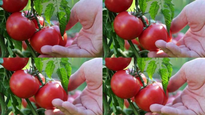 农民检查他的番茄作物。树枝上有红色成熟的有机西红柿。雄性手触摸成熟的西红柿。有机农业、菜园