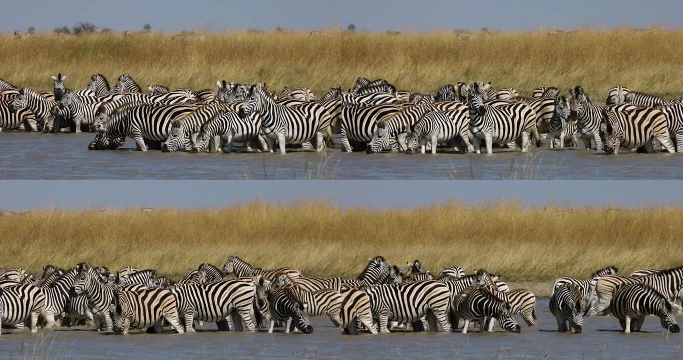 一小群斑马在水坑里喝水的慢动作特写平移视图。斑马迁徙博茨瓦纳