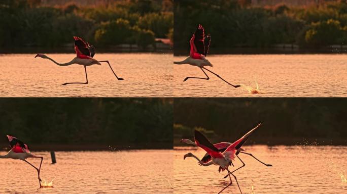 超级慢动作粉红色火烈鸟在水面上飞舞和飞溅