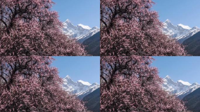 雪山下的田野里长着鲜花的巨大桃树