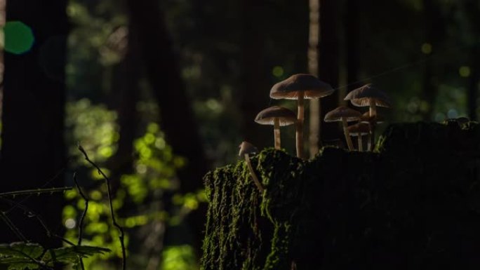 T/L太阳照亮了树桩上生长的蘑菇