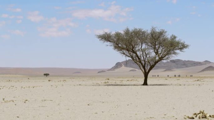 WS孤树在阳光明媚的广阔沙漠，纳米比亚，非洲